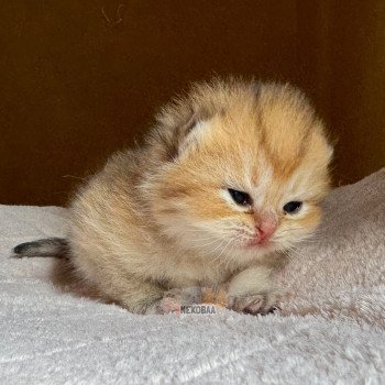 chaton Brasilian Shorthair black golden Zizilia Chatterie Nekobaa chaton Brasilian Shorthair black golden Zizilia Chatterie Nekobaa