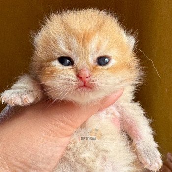chaton Brasilian Shorthair black golden Zizilia Chatterie Nekobaa chaton Brasilian Shorthair black golden Zizilia Chatterie Nekobaa