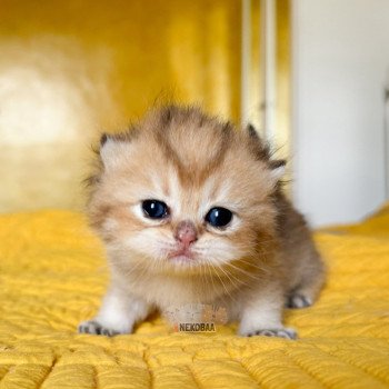 chaton British Shorthair black golden Zizilia Chatterie Nekobaa chaton British Shorthair black golden Zizilia Chatterie Nekobaa