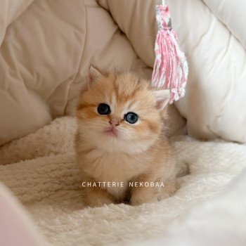 chaton British Shorthair black golden Zizilia Chatterie Nekobaa chaton British Shorthair black golden Zizilia Chatterie Nekobaa