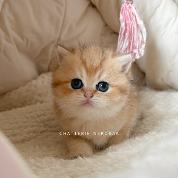 chaton British Shorthair black golden Zizilia Chatterie Nekobaa chaton British Shorthair black golden Zizilia Chatterie Nekobaa