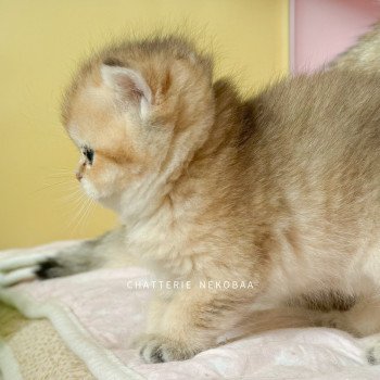 chaton British Shorthair black golden Zizilia Chatterie Nekobaa chaton British Shorthair black golden Zizilia Chatterie Nekobaa