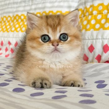 chaton British Shorthair Zizilia Chatterie Nekobaa chaton British Shorthair Zizilia Chatterie Nekobaa