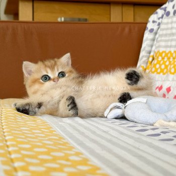 chaton British Shorthair Zizilia Chatterie Nekobaa chaton British Shorthair Zizilia Chatterie Nekobaa