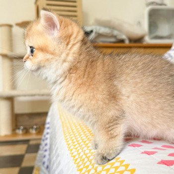chaton British Shorthair Zizilia Chatterie Nekobaa chaton British Shorthair Zizilia Chatterie Nekobaa