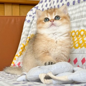 chaton British Shorthair Zizilia Chatterie Nekobaa chaton British Shorthair Zizilia Chatterie Nekobaa