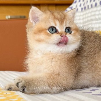 chaton British Shorthair Zizilia Chatterie Nekobaa chaton British Shorthair Zizilia Chatterie Nekobaa