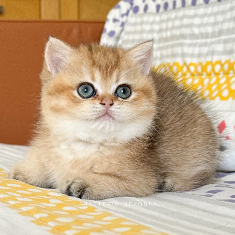 Zizilia Femelle British Shorthair