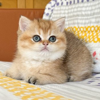 Zizilia Femelle British Shorthair