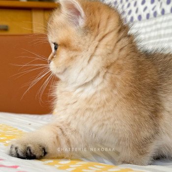 chaton British Shorthair Zizilia Chatterie Nekobaa chaton British Shorthair Zizilia Chatterie Nekobaa