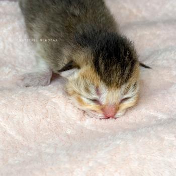 chaton British Shorthair black golden ticked tabby Aimi (rasée fesse droite) Chatterie Nekobaa