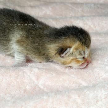 chaton British Shorthair black golden ticked tabby Aimi (rasée fesse droite) Chatterie Nekobaa