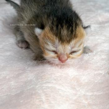 chaton British Shorthair black golden ticked tabby Aimi (fr droite) Chatterie Nekobaa