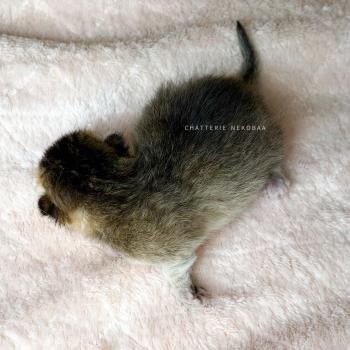 chaton British Shorthair black golden ticked tabby Aimi (fr droite) Chatterie Nekobaa