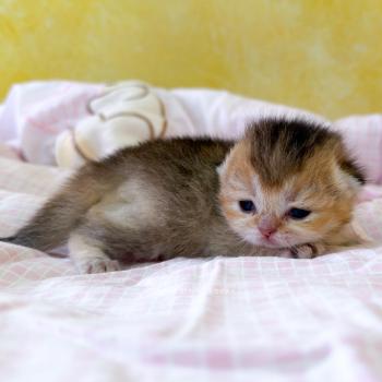 chaton British Shorthair black golden ticked tabby Aimi (fr droite) Chatterie Nekobaa