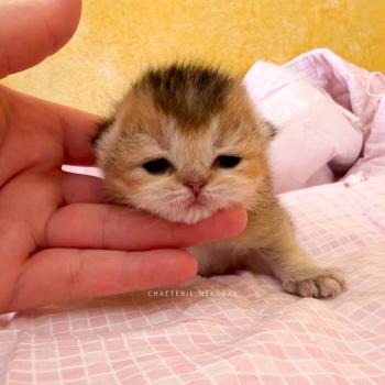 chaton British Shorthair black golden ticked tabby Aimi (fr droite) Chatterie Nekobaa