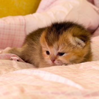 chaton British Shorthair black golden ticked tabby Aimi (fr droite) Chatterie Nekobaa