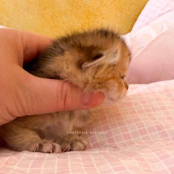 chaton British Shorthair black golden ticked tabby Aimi (fr droite) Chatterie Nekobaa