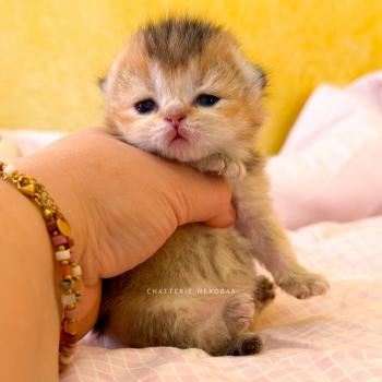 Aimi (fr droite) Femelle British Shorthair