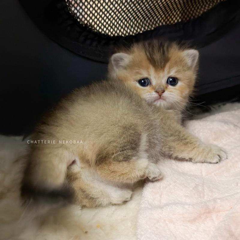 Aimi (fr droite) Femelle British Shorthair