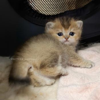 Aimi (fr droite) Femelle British Shorthair