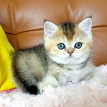 chaton British Shorthair black golden ticked tabby Aimi Chatterie Nekobaa