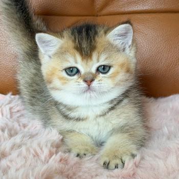 chaton British Shorthair black golden ticked tabby Aimi Chatterie Nekobaa