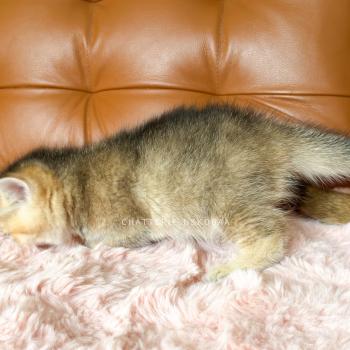chaton British Shorthair black golden ticked tabby Aimi Chatterie Nekobaa
