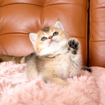 chaton British Shorthair black golden ticked tabby Aimi Chatterie Nekobaa
