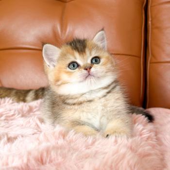 chaton British Shorthair black golden ticked tabby Aimi Chatterie Nekobaa