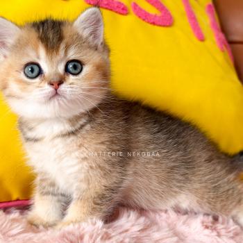 chaton British Shorthair black golden ticked tabby Aimi Chatterie Nekobaa