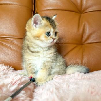 chaton British Shorthair black golden ticked tabby Aimi Chatterie Nekobaa