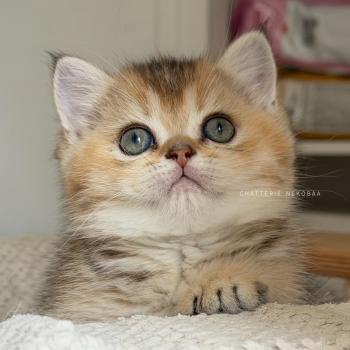 chaton British Shorthair black golden ticked tabby Aimi Chatterie Nekobaa