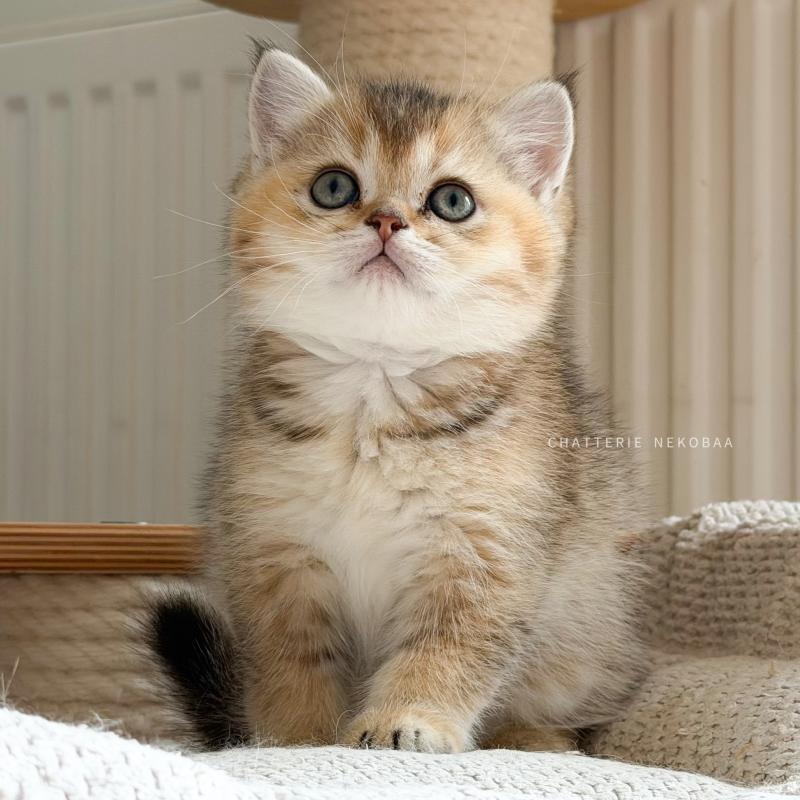 Aimi Femelle British Shorthair