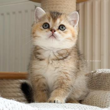 Aimi Femelle British Shorthair