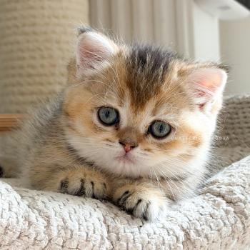 chaton British Shorthair black golden ticked tabby Aimi Chatterie Nekobaa