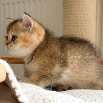 chaton British Shorthair black golden ticked tabby Aimi Chatterie Nekobaa