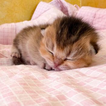 Airi Femelle British Shorthair