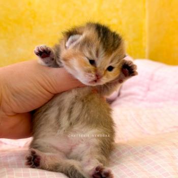 chaton British Shorthair black golden ticked tabby Airi Chatterie Nekobaa