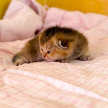 chaton British Shorthair black golden ticked tabby Airi Chatterie Nekobaa
