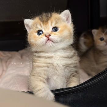 chaton British Shorthair black golden ticked tabby Airi Chatterie Nekobaa