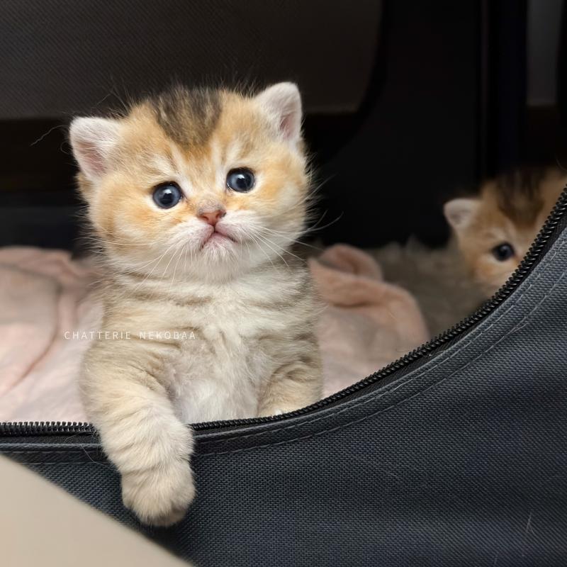 Airi Femelle British Shorthair