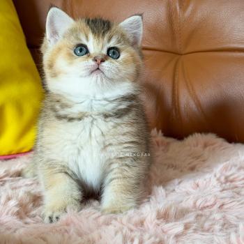 chaton British Shorthair black golden ticked tabby Airi Chatterie Nekobaa