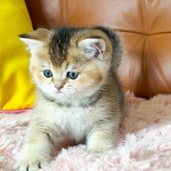 chaton British Shorthair black golden ticked tabby Airi Chatterie Nekobaa