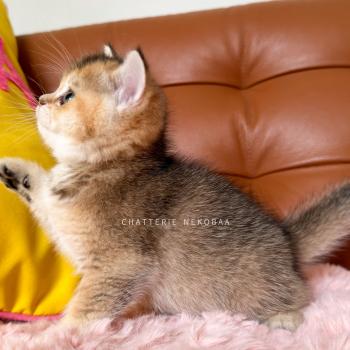 chaton British Shorthair black golden ticked tabby Airi Chatterie Nekobaa