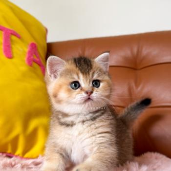 chaton British Shorthair black golden ticked tabby Airi Chatterie Nekobaa