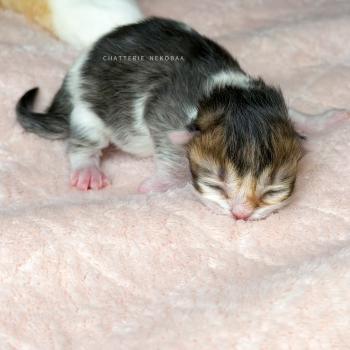 chaton British Shorthair black golden ticked tabby bicolor Akari Chatterie Nekobaa
