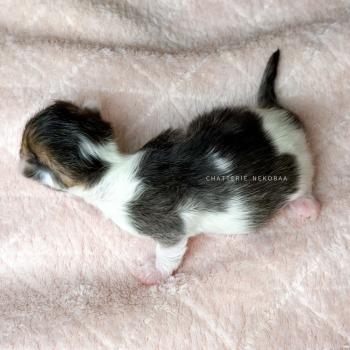 chaton British Shorthair black golden ticked tabby bicolor Akari Chatterie Nekobaa