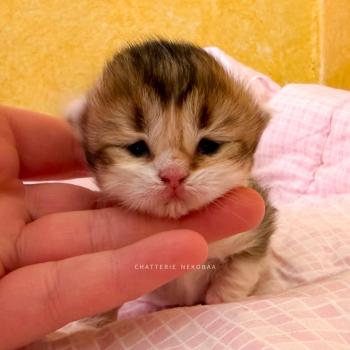 chaton British Shorthair black golden ticked tabby bicolor Akari Chatterie Nekobaa