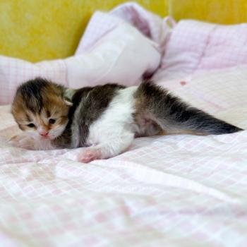 chaton British Shorthair black golden ticked tabby bicolor Akari Chatterie Nekobaa